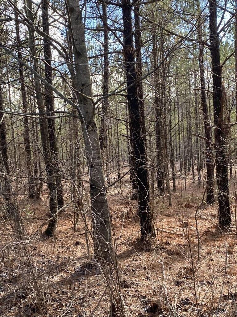 5 Thomas Springs Road Crossville, TN 38572 - Photo 3 of 7 a view of forest