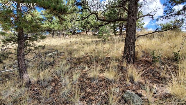 165 Wagonwheel Road Guffey, CO 80820 - Photo 4 of 21 Gallery Image 4