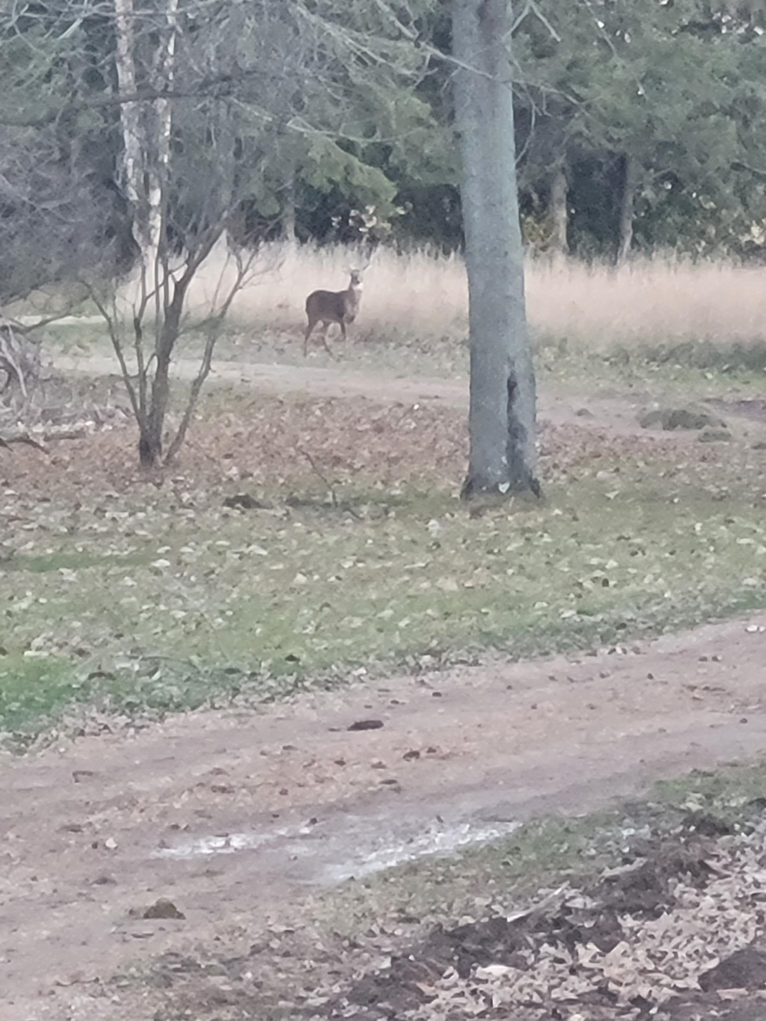 E5245 Haire Road Weyauwega, WI 54983 - Photo 36 of 41