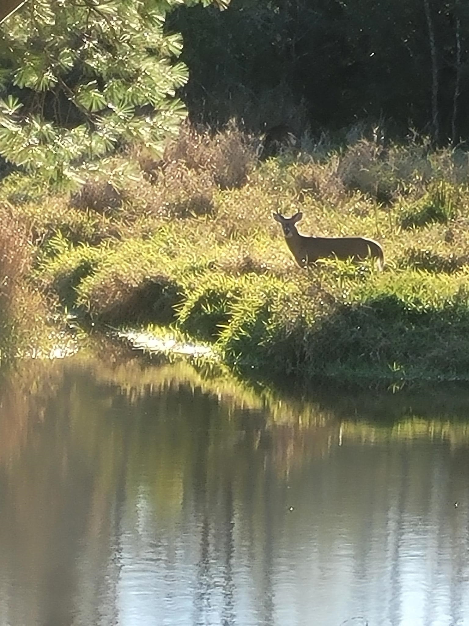 E5245 Haire Road Weyauwega, WI 54983 - Photo 38 of 41
