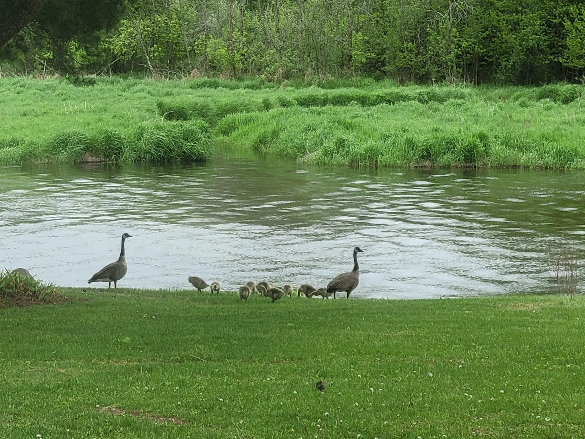 E5245 Haire Road Weyauwega, WI 54983 - Photo 39 of 41
