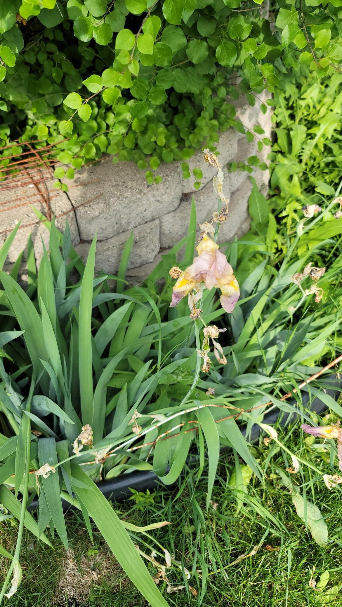 8214 32nd Place North Crystal, MN 55427 - Photo 23 of 45