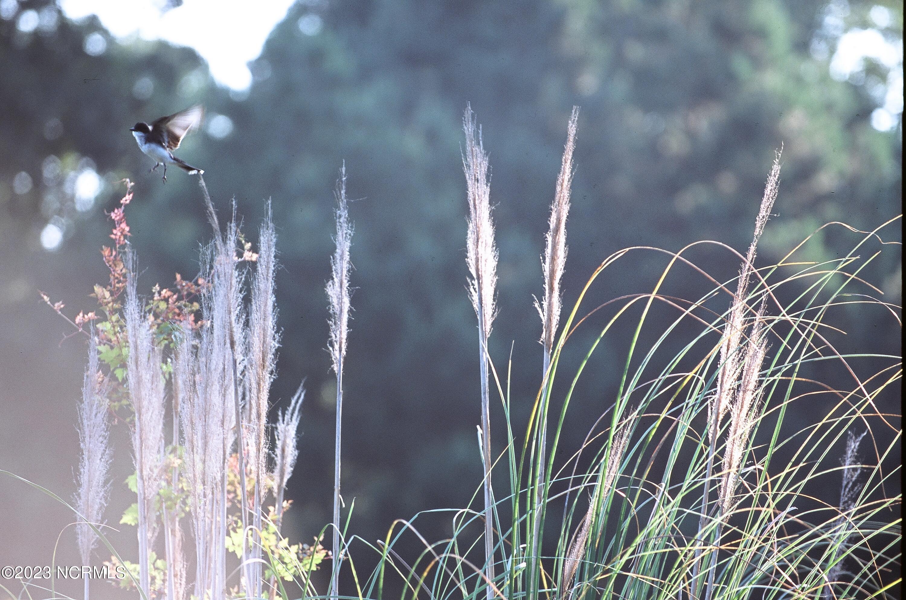 9269 West Lake Road Calabash, NC 28467 - Photo 16 of 17 Humming Bird