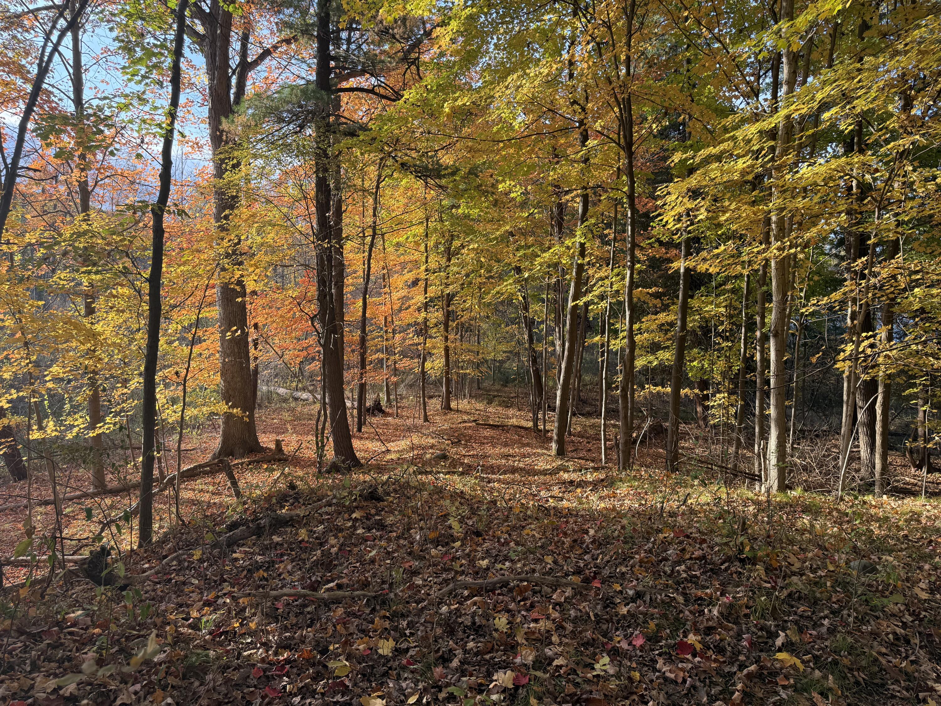 5950 South Lake George Road Dryden, MI 48428 - Photo 2 of 16 1a