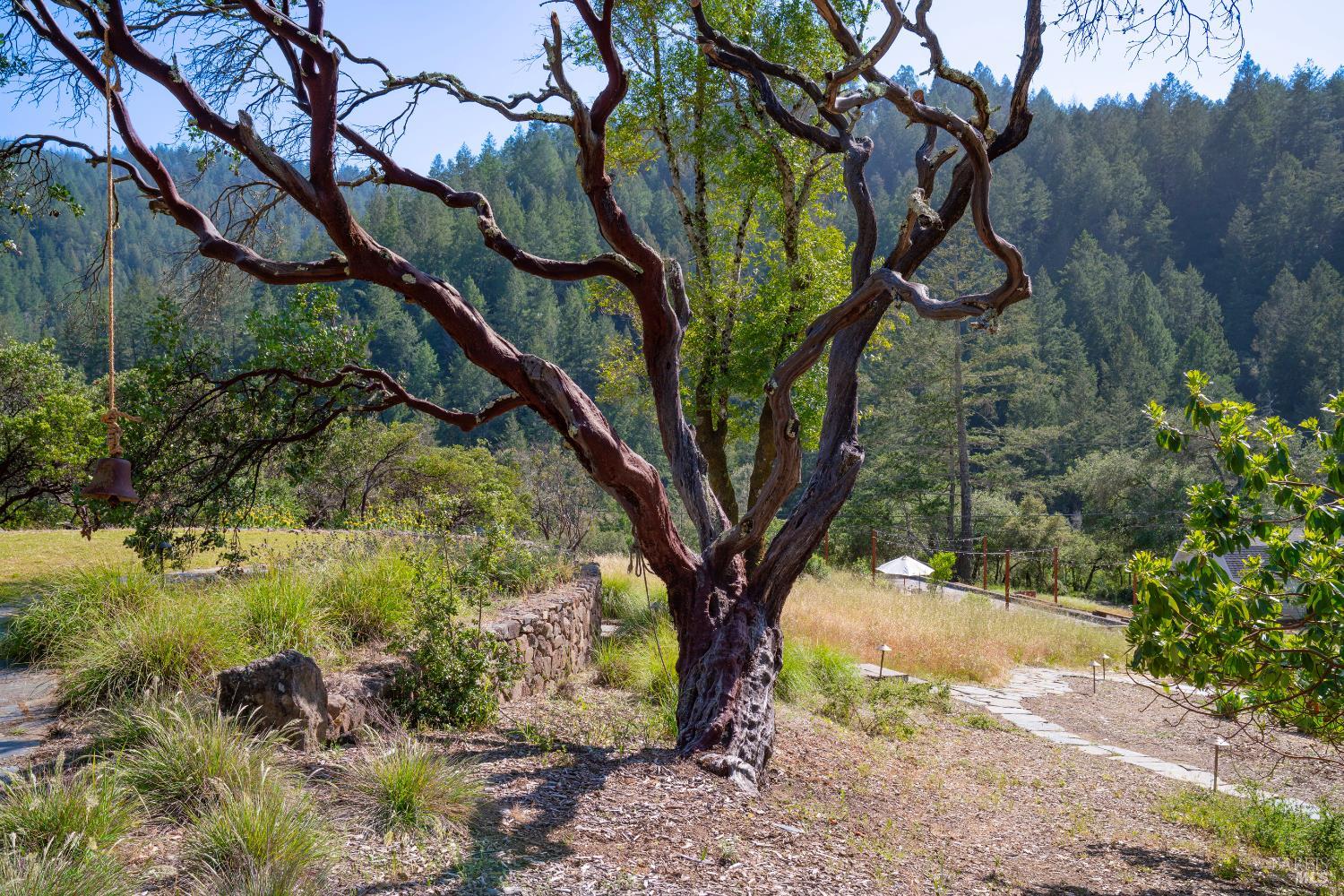 5270 Dry Creek Road Napa, CA 94558 - Photo 36 of 56 a view of tree in a yard
