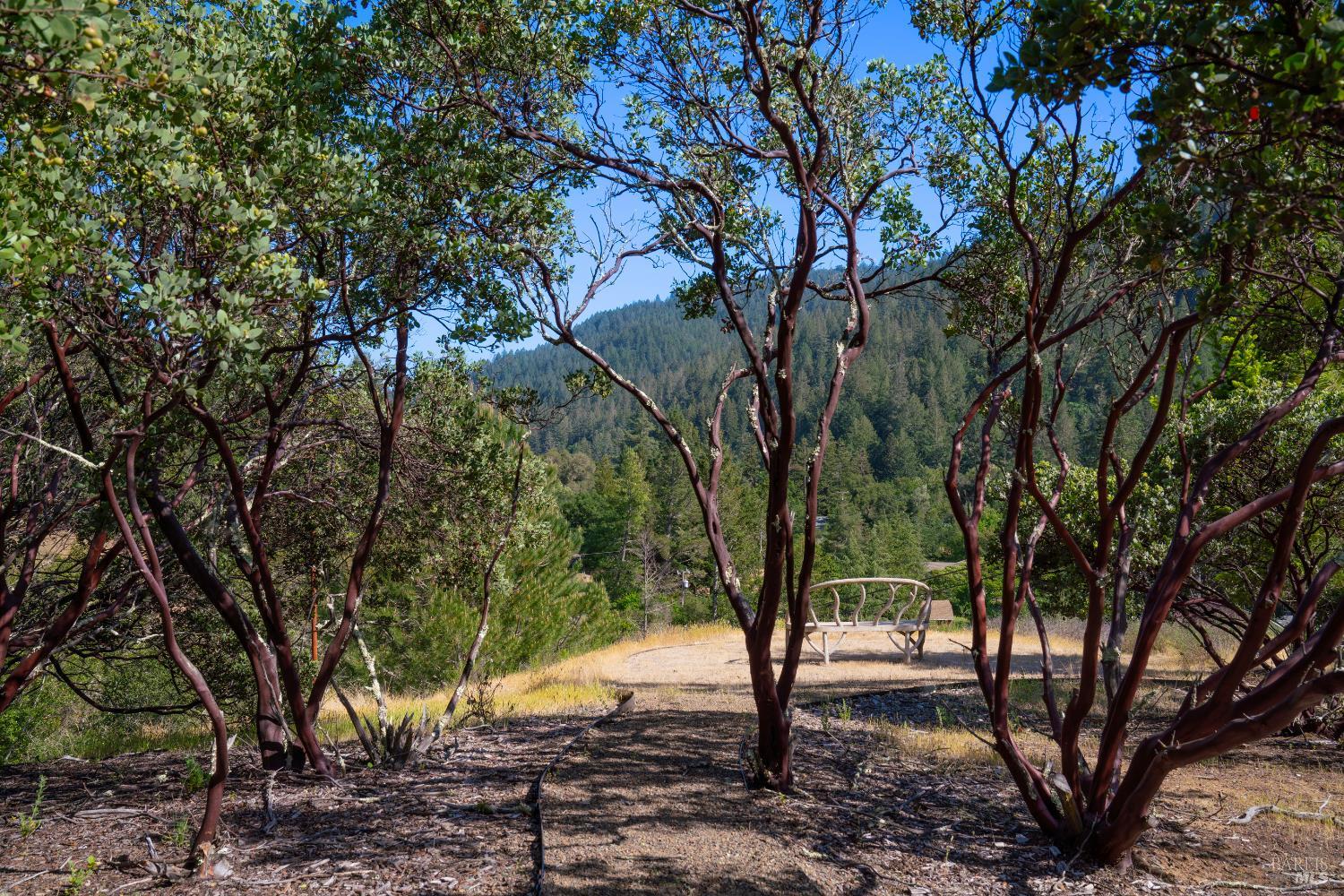 5270 Dry Creek Road Napa, CA 94558 - Photo 38 of 56 a view of a yard with plants and trees
