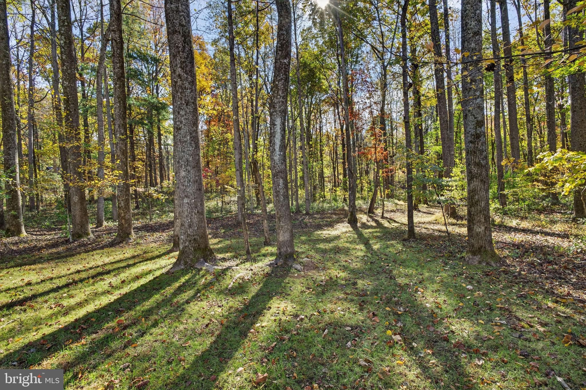 700 Battle Mountain Road Amissville, VA 20106 - Photo 63 of 67 Woods with curated walking trails beyond the lawn.
