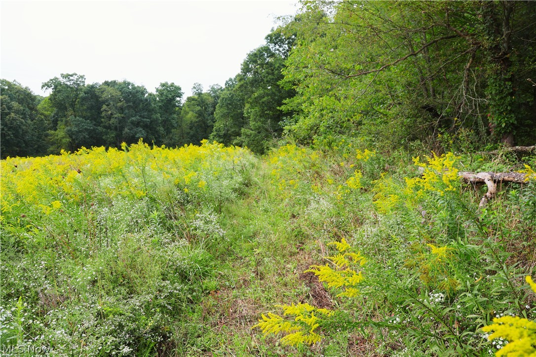 212 Township Road Fresno, OH 43824 - Photo 32 of 50 Expansive open field featuring vibrant yellow wildflowers and varied green foliage, bordered by a dense tree line