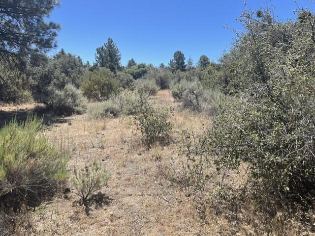 0 Devils Ladder Road Mountain Center, CA 92561 - Photo 7 of 10 Rothe lot.7