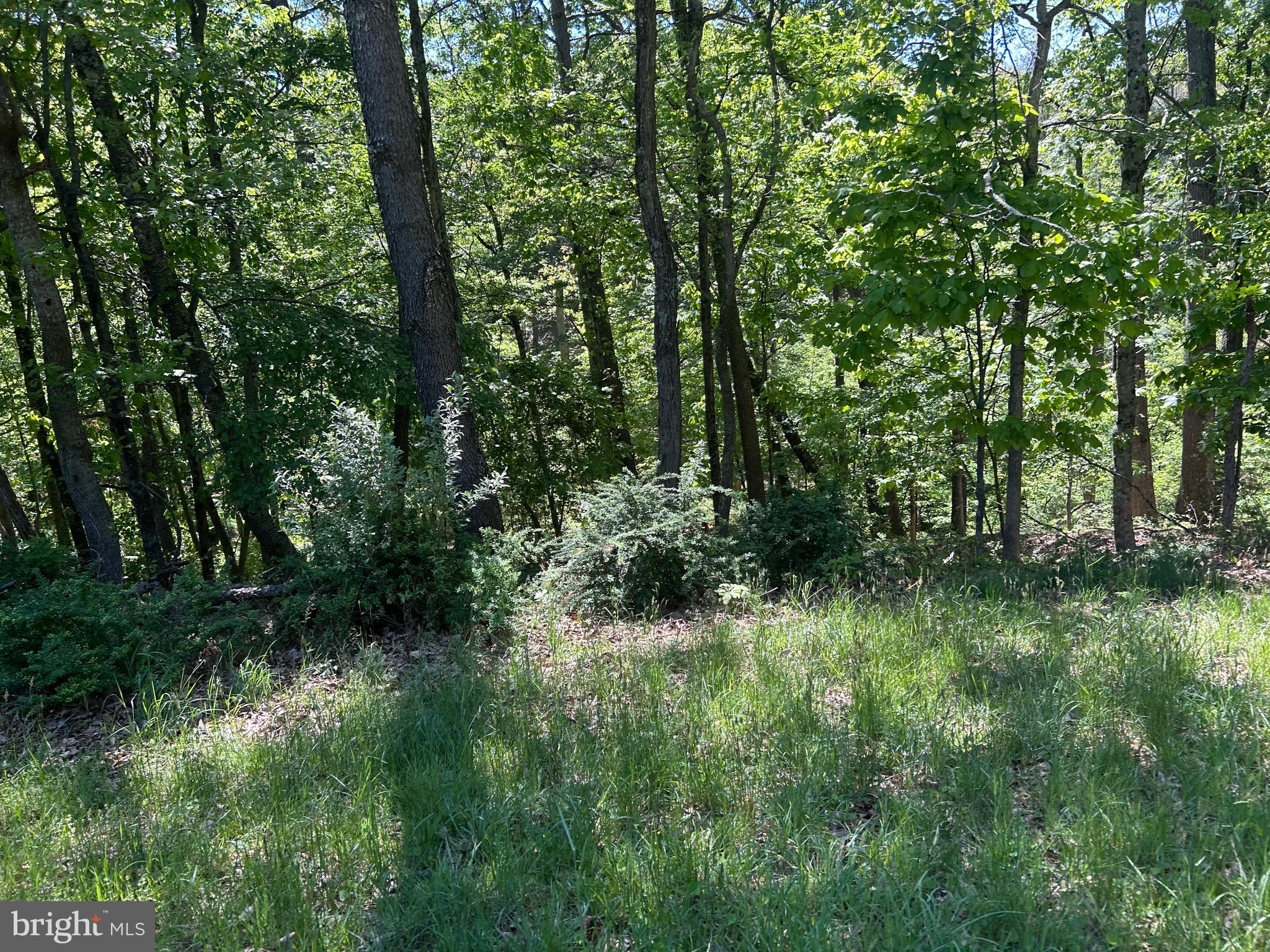 South Timber Ridge Road Cross Junction, VA 22625 - Photo 20 of 32 a view of backyard with green space