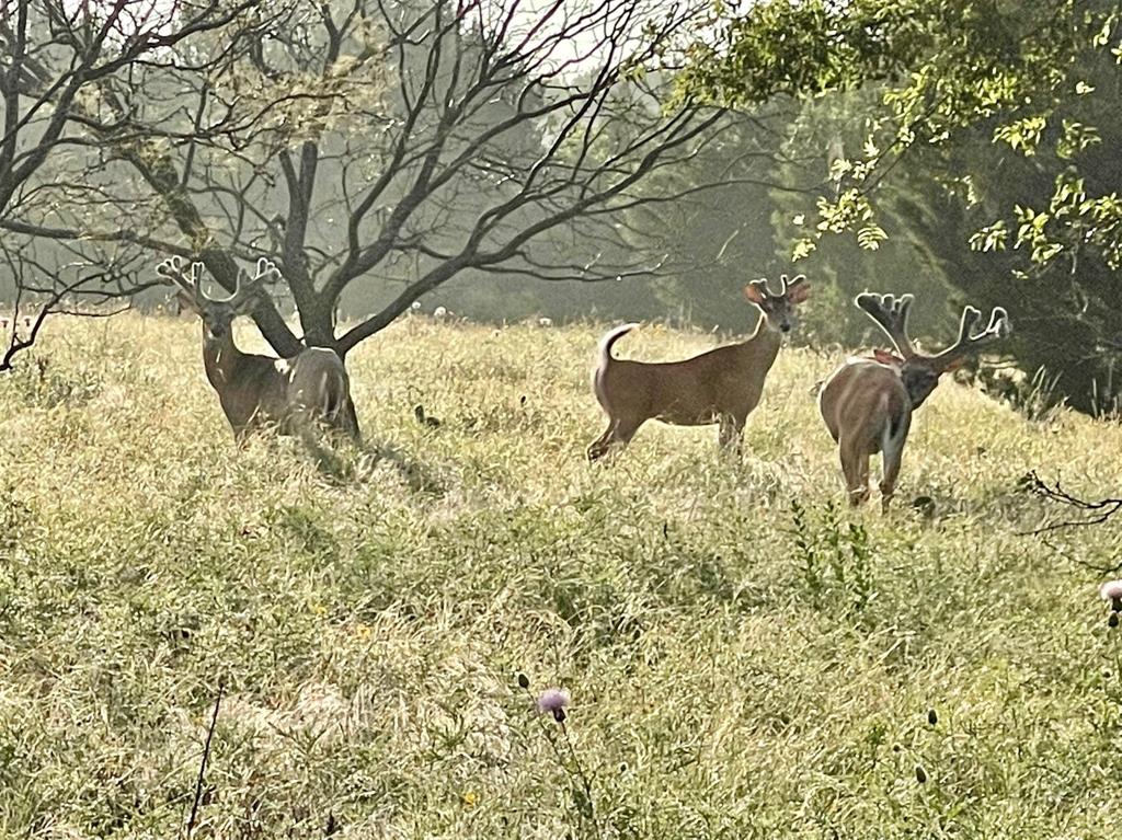 4636 Halsell Ranch Road Jacksboro, TX 76458 - Photo 12 of 40 a backyard of a house with table and chairs