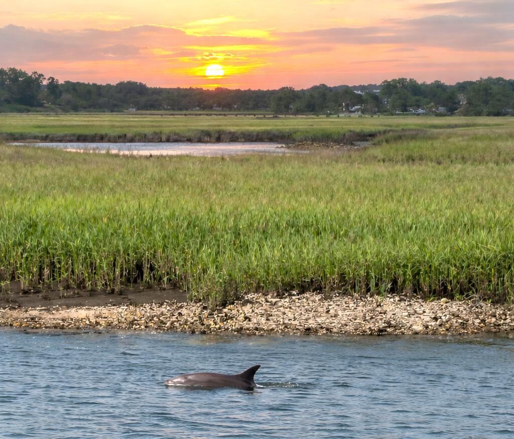 2725 Parkers Landing Road Mount Pleasant, SC 29466 - Photo 70 of 93 Dolphin at dusk