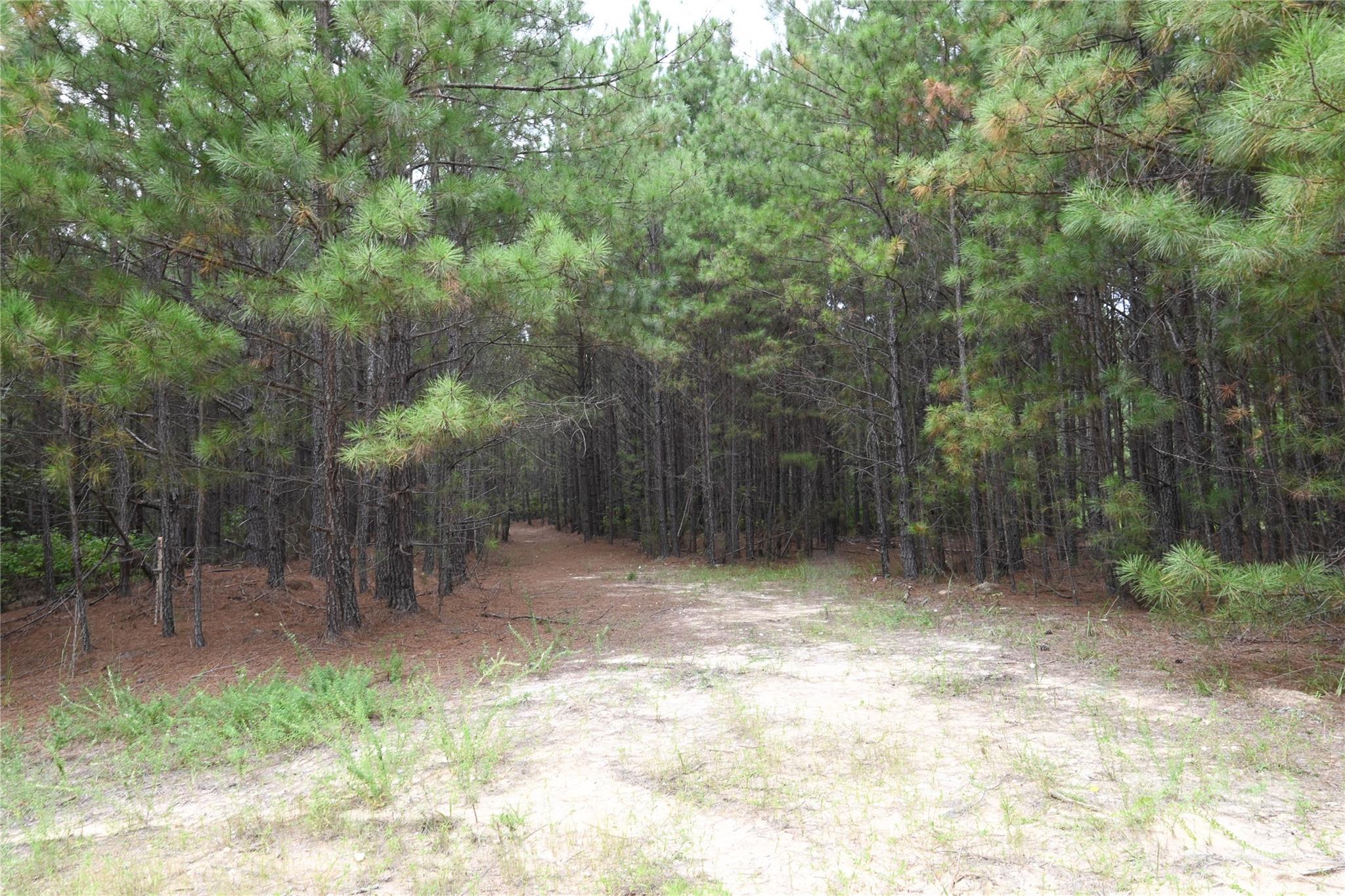 101-ac Woods Ferry Road Carlisle, SC 29031 - Photo 17 of 29