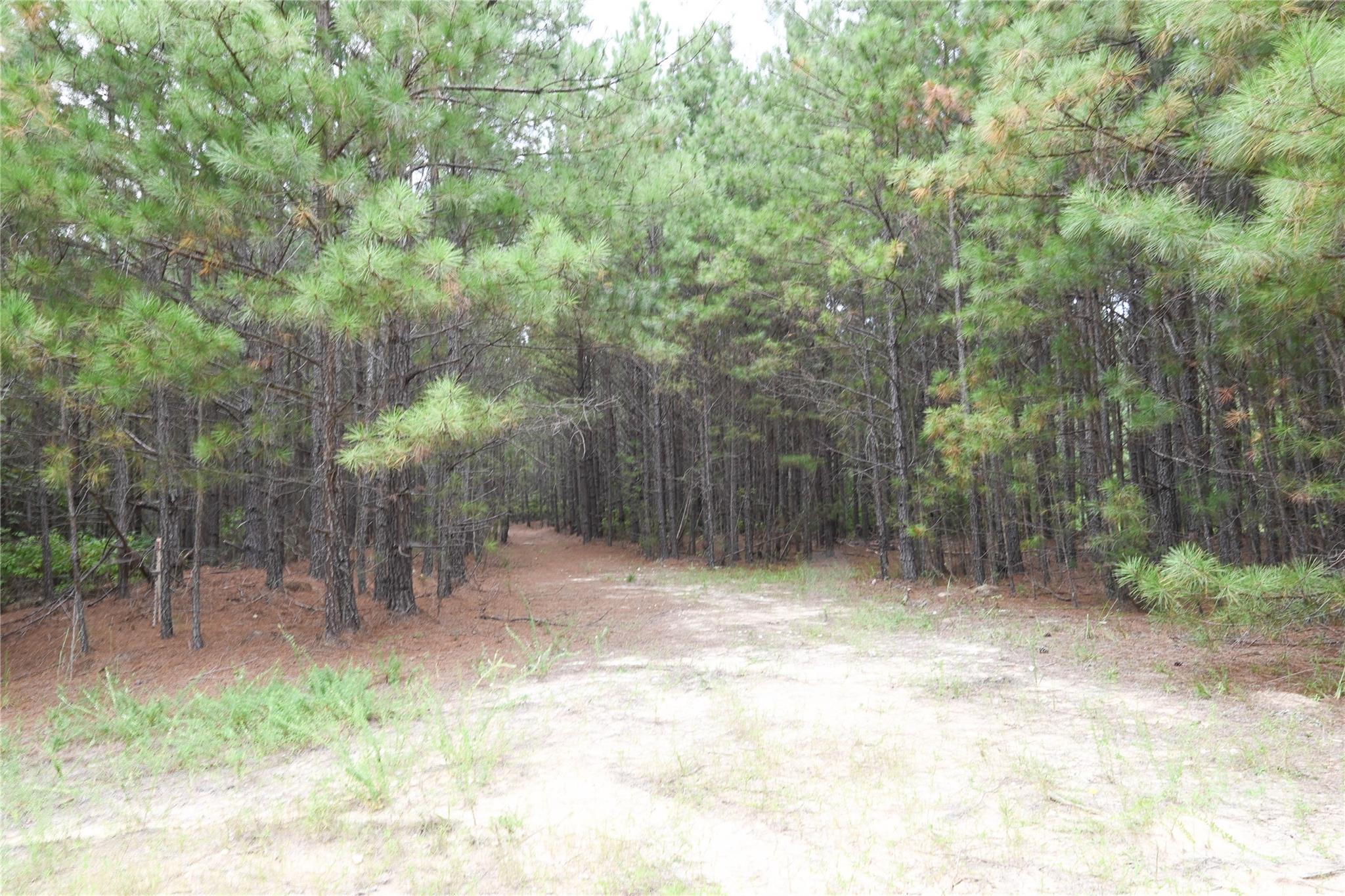 101-ac Woods Ferry Road Carlisle, SC 29031 - Photo 18 of 29