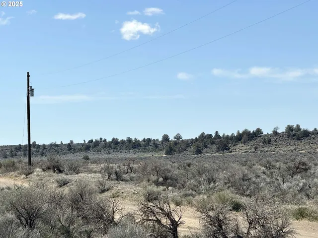 a view of a dry yard with large trees