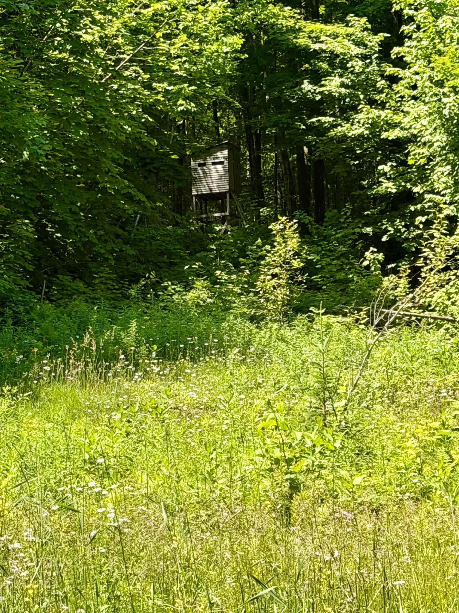 801 Red Schoolhouse Road Wheelock, VT 05851 - Photo 7 of 11