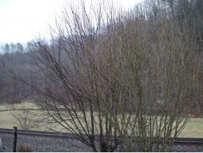 1353 Piney Flats Road Watauga, TN 37694 - Photo 3 of 3 Photo 3