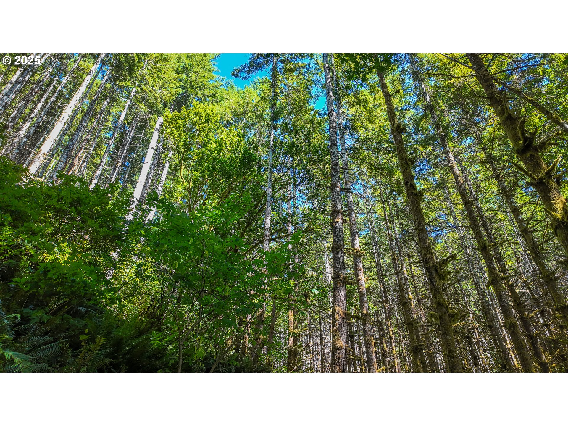 1523 North Tenmile Lakeside, OR 97449 - Photo 19 of 26 a black and white photo of a green field