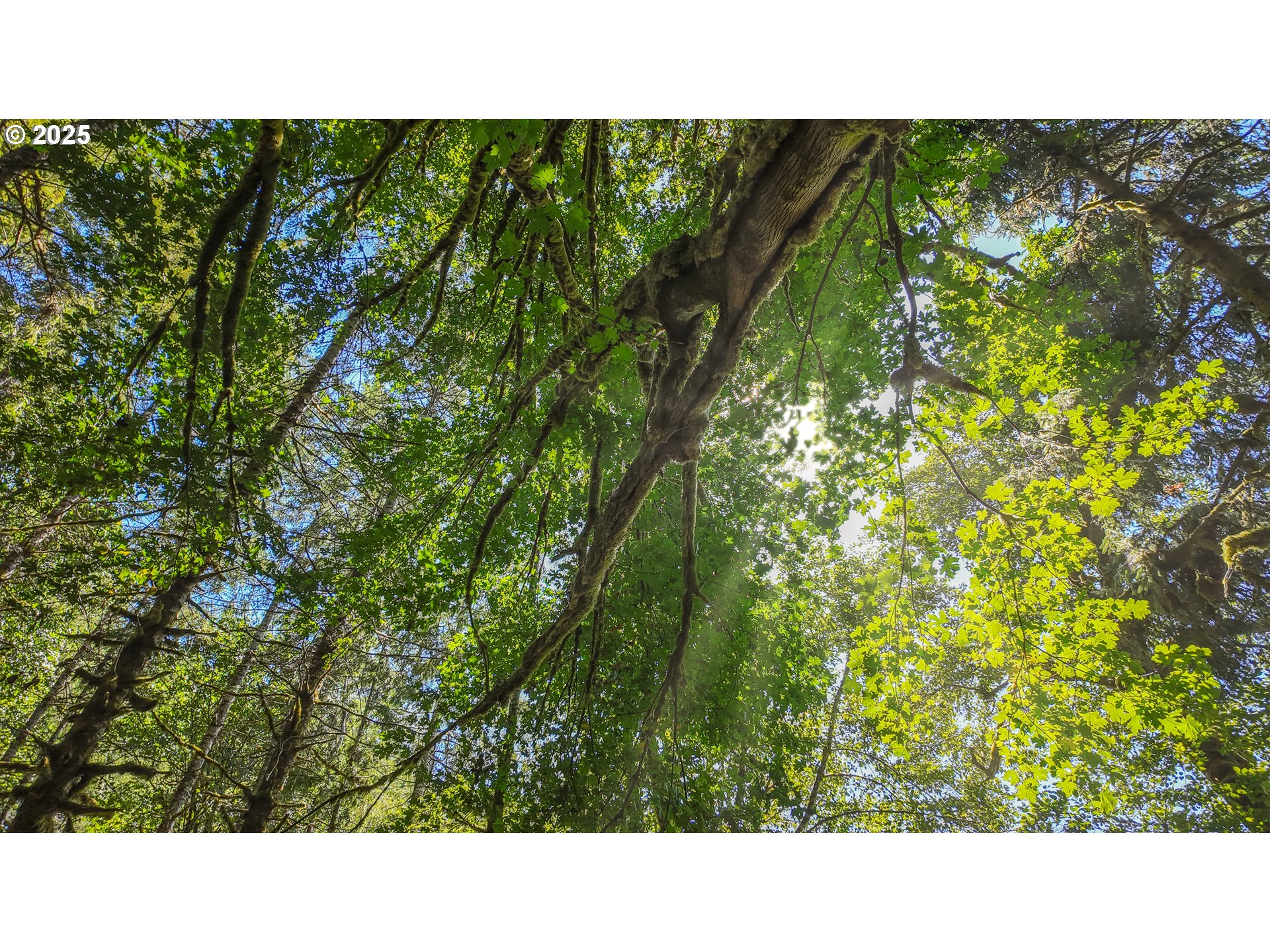 1523 North Tenmile Lakeside, OR 97449 - Photo 25 of 26 a open area with yard