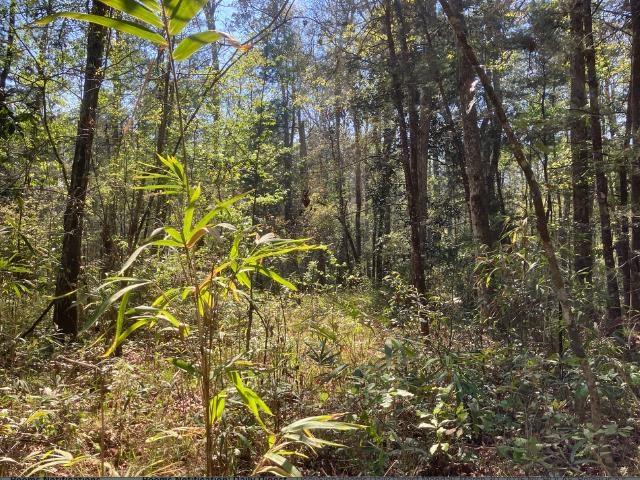 Xx Ridge Road Monticello, FL 32344 - Photo 5 of 19