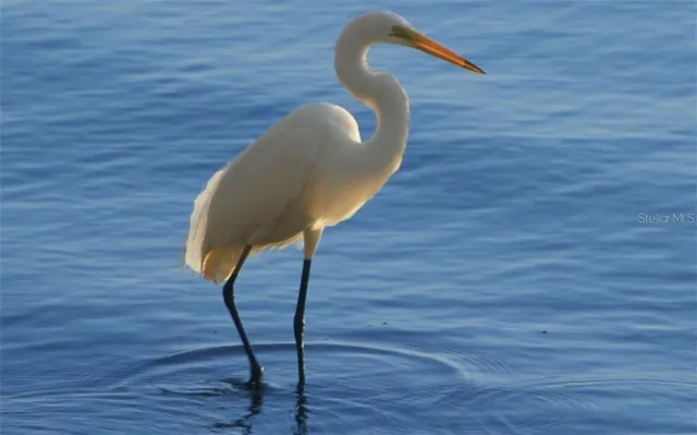 $18,000 | 1179 Morningside Place, Sarasota, FL 34236