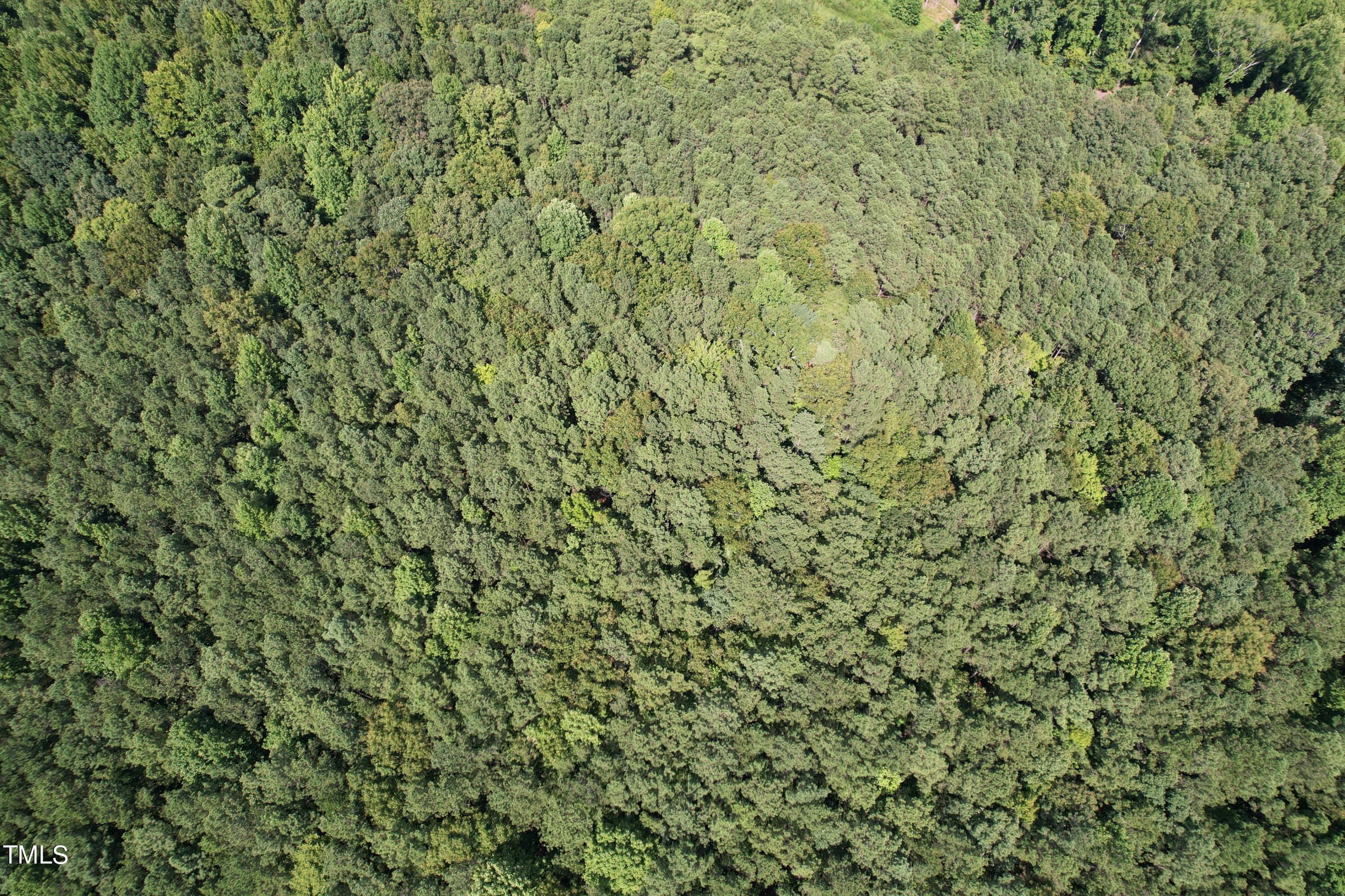 0 Castleberry Road Clayton, NC 27527 - Photo 4 of 17 a close up of a plant in a field