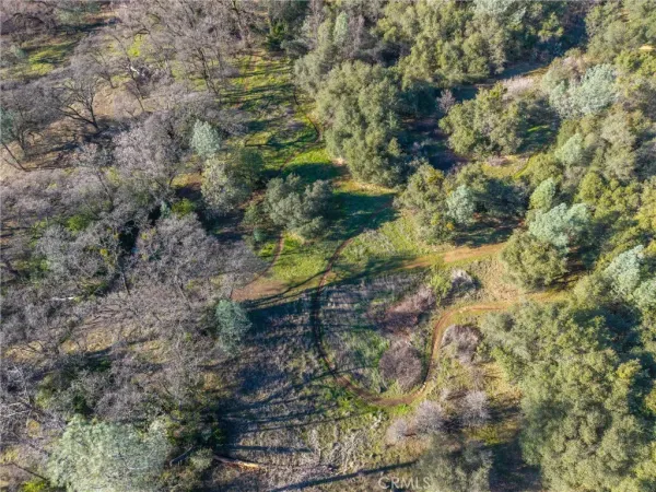 a view of a forest with a tree