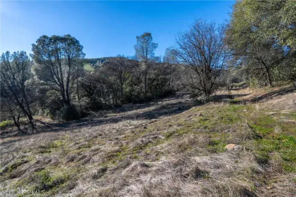 a view of a dry yard with trees
