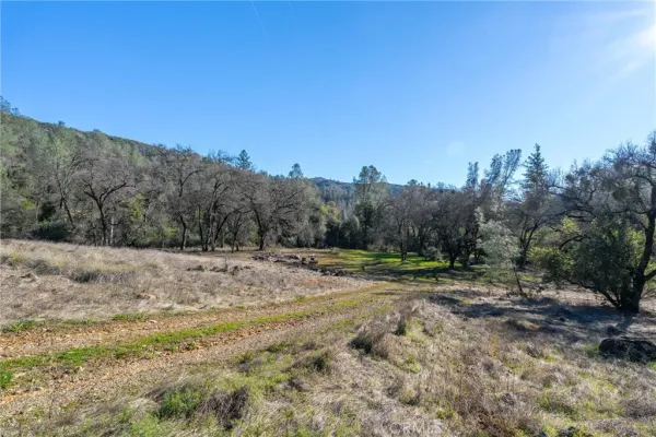 a view of dirt yard with large trees