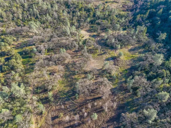 a view of a forest with a tree