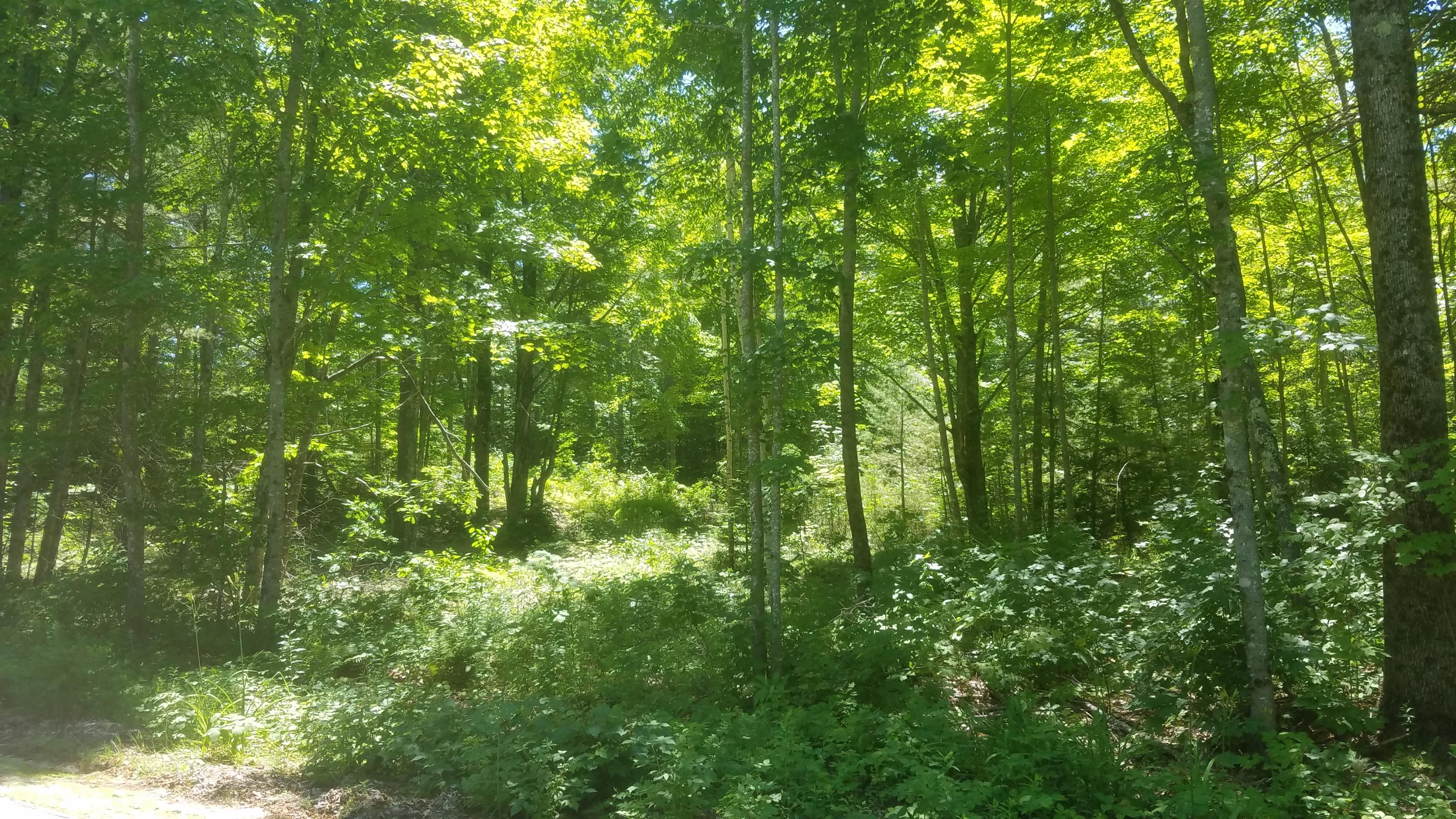 Tbd Rocky Dun Road West Baldwin, ME 04091 - Photo 2 of 4 20190708_131524