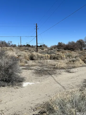 a view of a dry yard with a tree