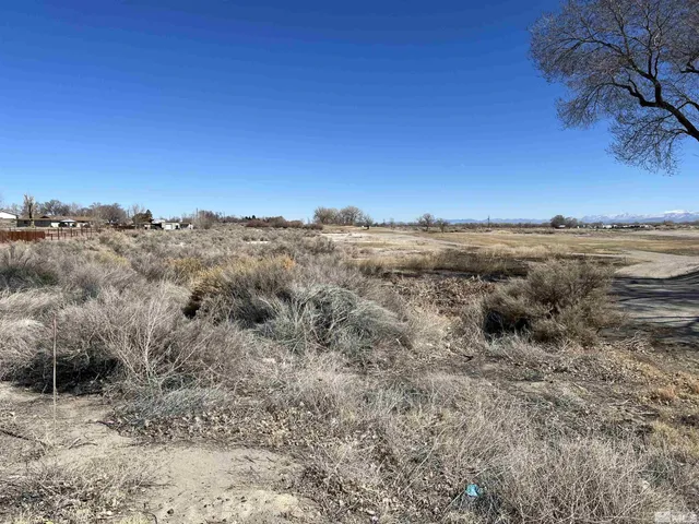 a view of a large trees with mountain in the background