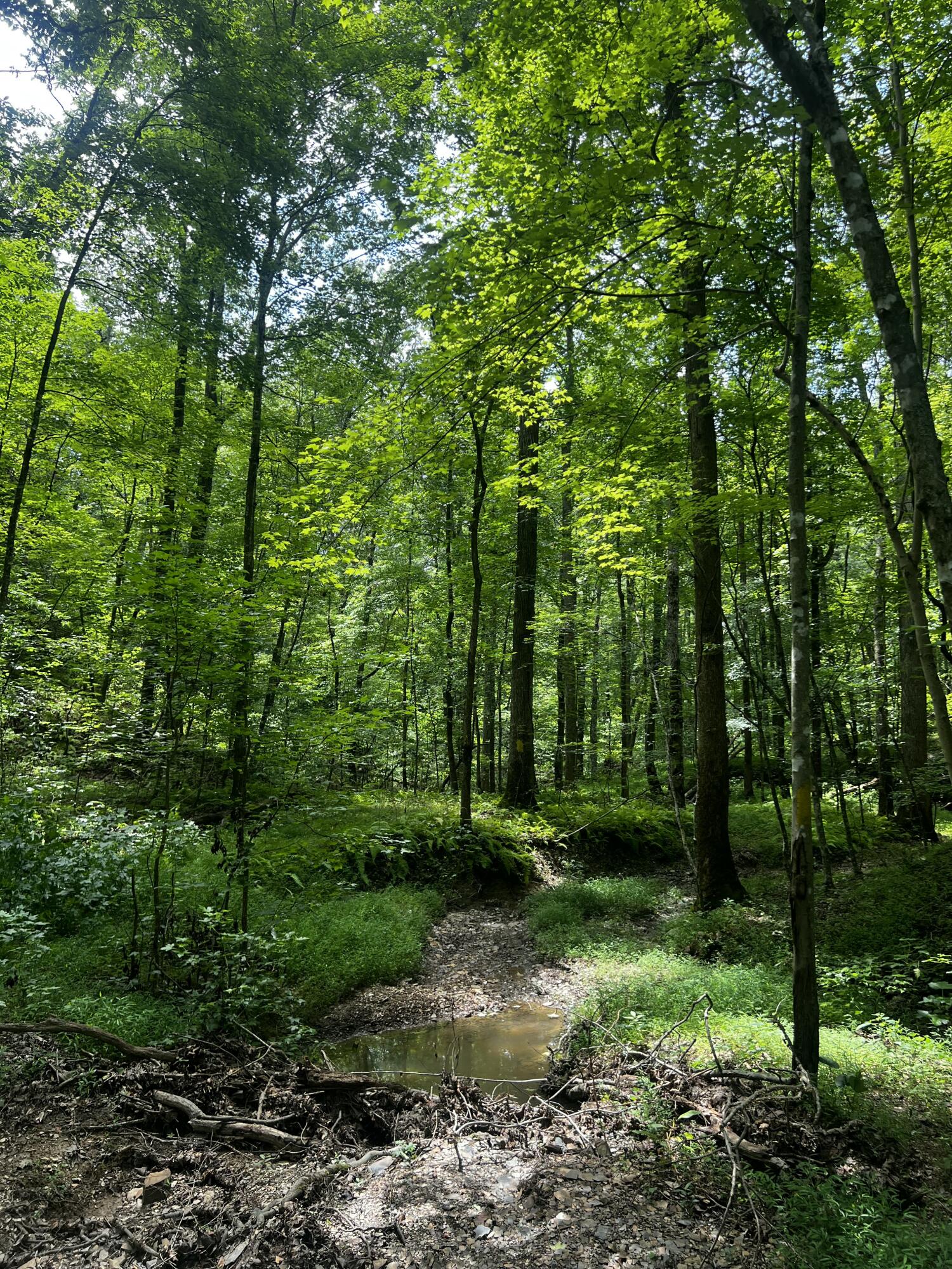 9999 Millstone Road Clay City, KY 40312 - Photo 9 of 17 1000019548