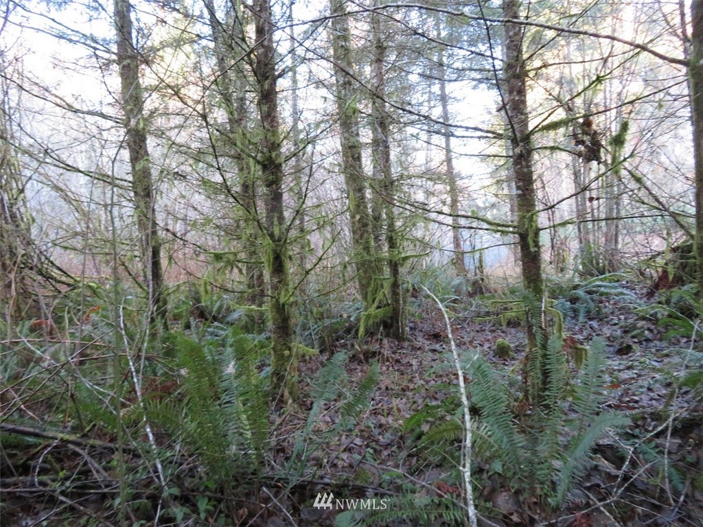99 Lennon Road Elma, WA 98541 - Photo 16 of 18 Gallery Image 16
