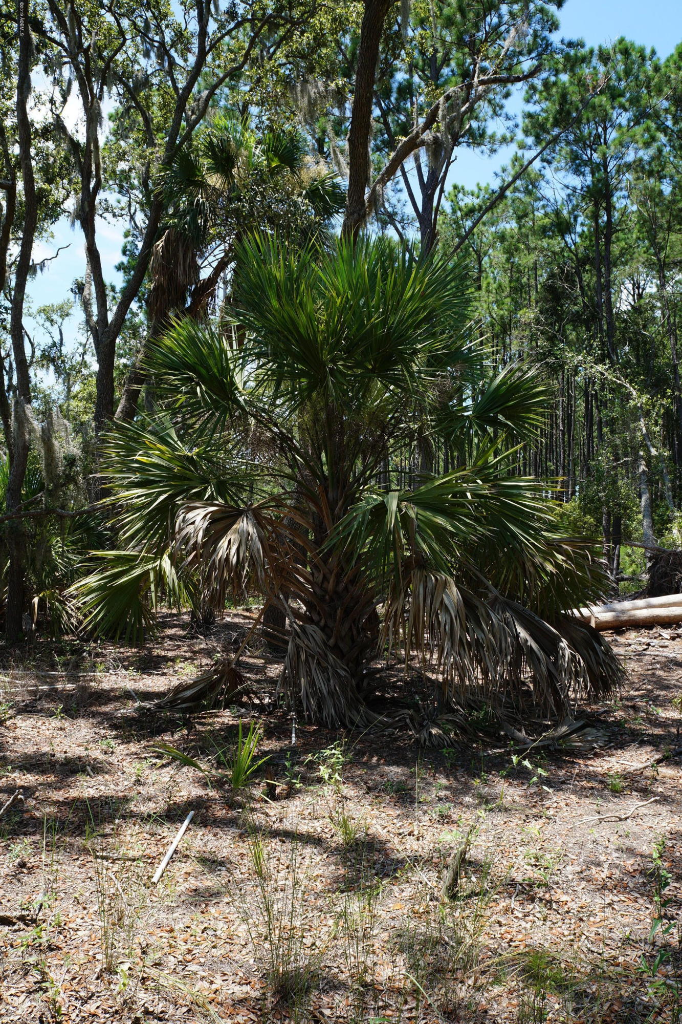 104-108 Fripp Point Road St. Helena Island, SC 29920 - Photo 17 of 29 DSC07736