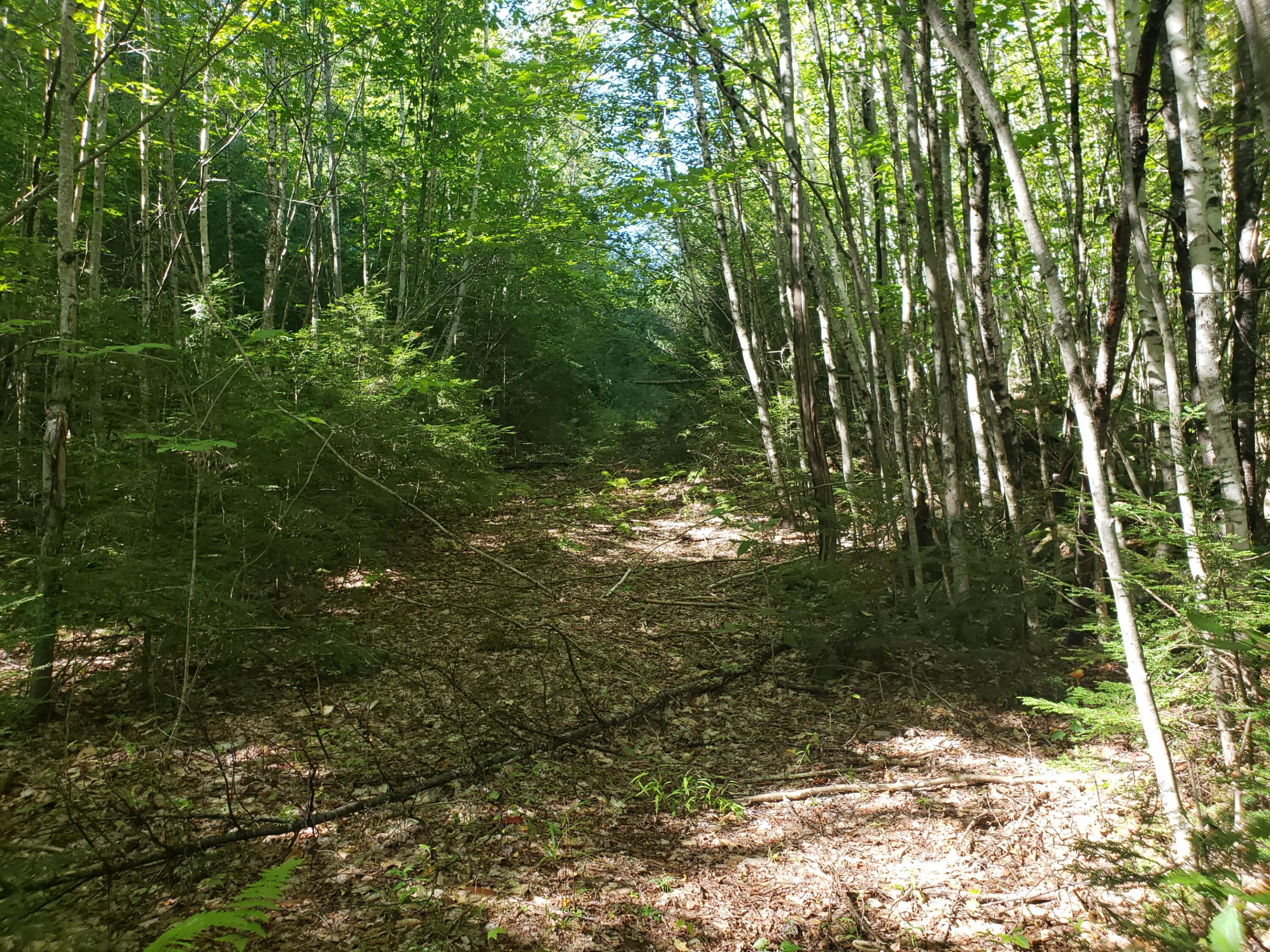 0 Off Mountain Stoneham, ME 04231 - Photo 19 of 32 old logging road