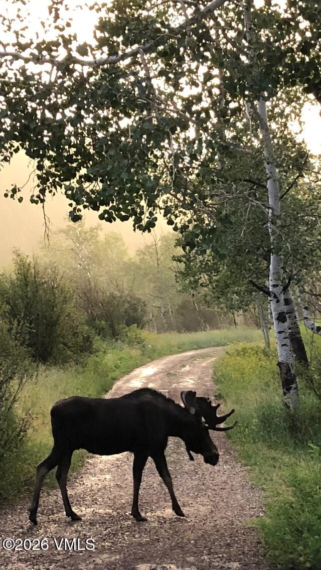 6010 Salt Creek Road Eagle, CO 81631 - Photo 59 of 69 Moose in Driveway