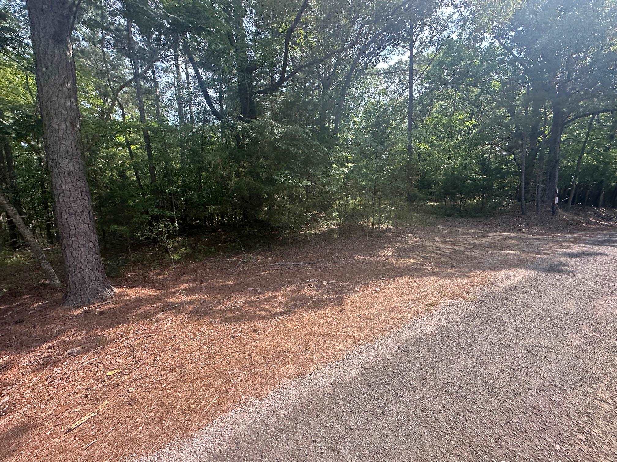 3 Talley Road Hornsby, TN 38044 - Photo 12 of 16 a view of a forest with trees in the background