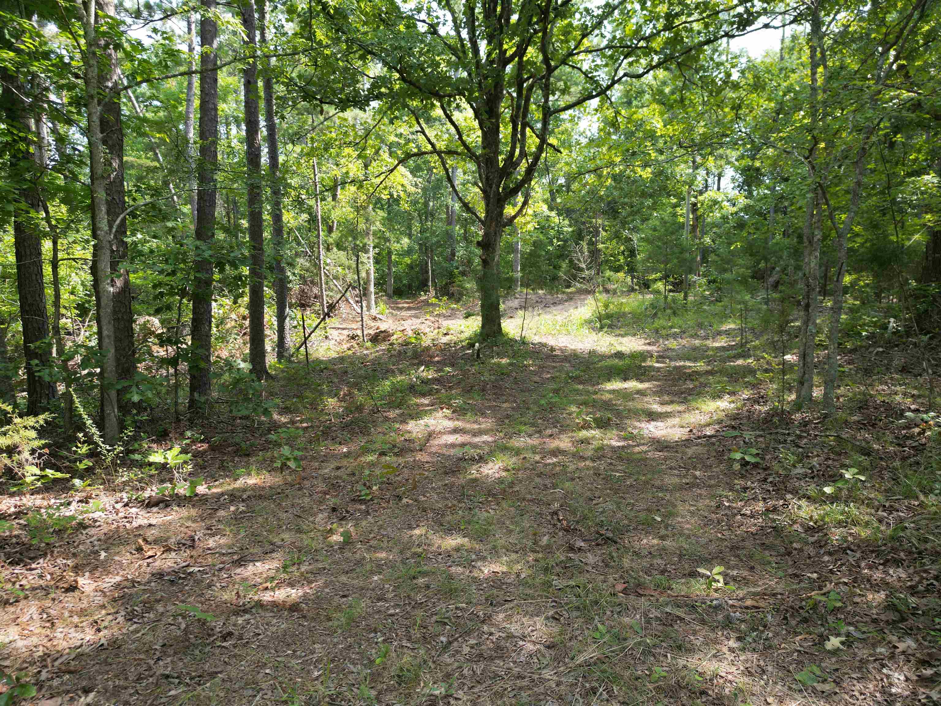 3 Talley Road Hornsby, TN 38044 - Photo 5 of 16 a view of a yard with a tree