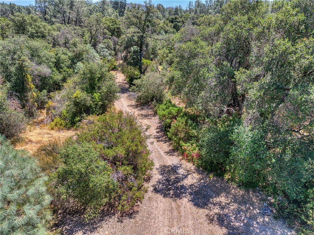 14142 Burns Valley Road Clearlake, CA 95422 - Photo 6 of 36 a view of a forest with trees all around