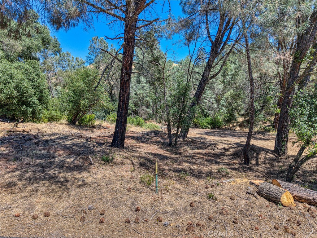 14142 Burns Valley Road Clearlake, CA 95422 - Photo 10 of 36 a view of a forest filled with trees
