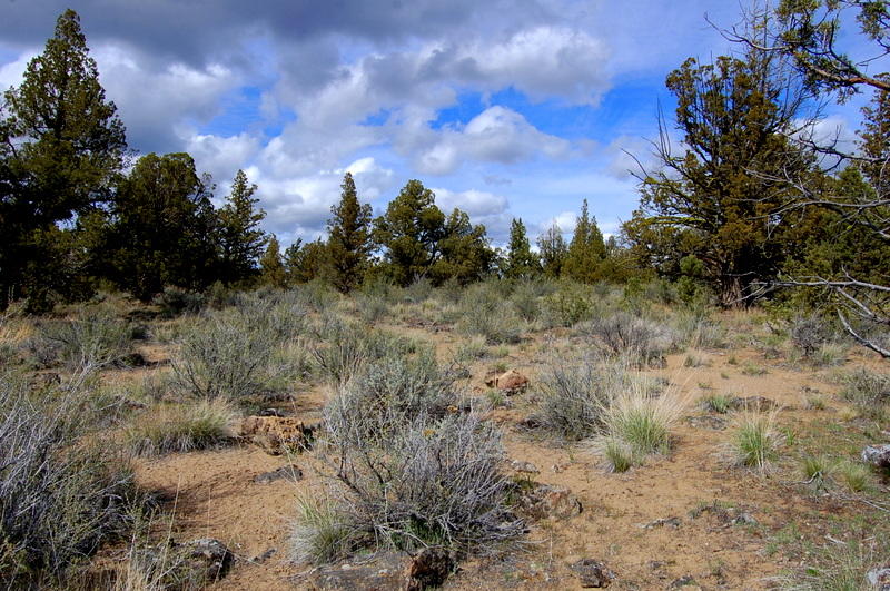 7400 Crow Road Prineville, OR 97754 - Photo 10 of 12 DSC_3634