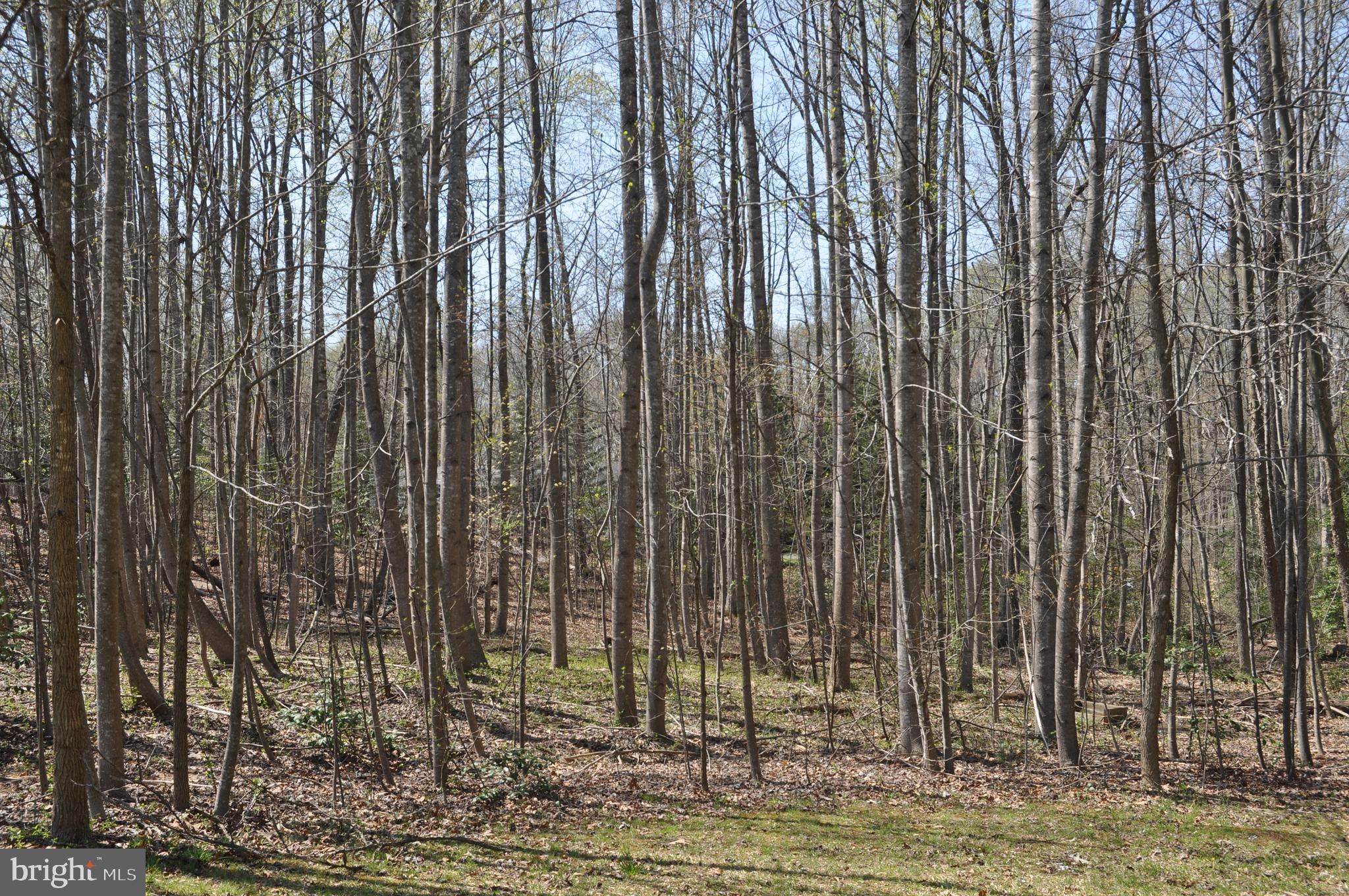 240 Richards Ferry Road Fredericksburg, VA 22406 - Photo 11 of 43 WOODS BEHIND HOUSE