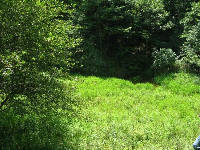 101 Grassy Meadows Road Alderson, WV 24910 - Photo 8 of 40 Lush area frequented by wildlife
