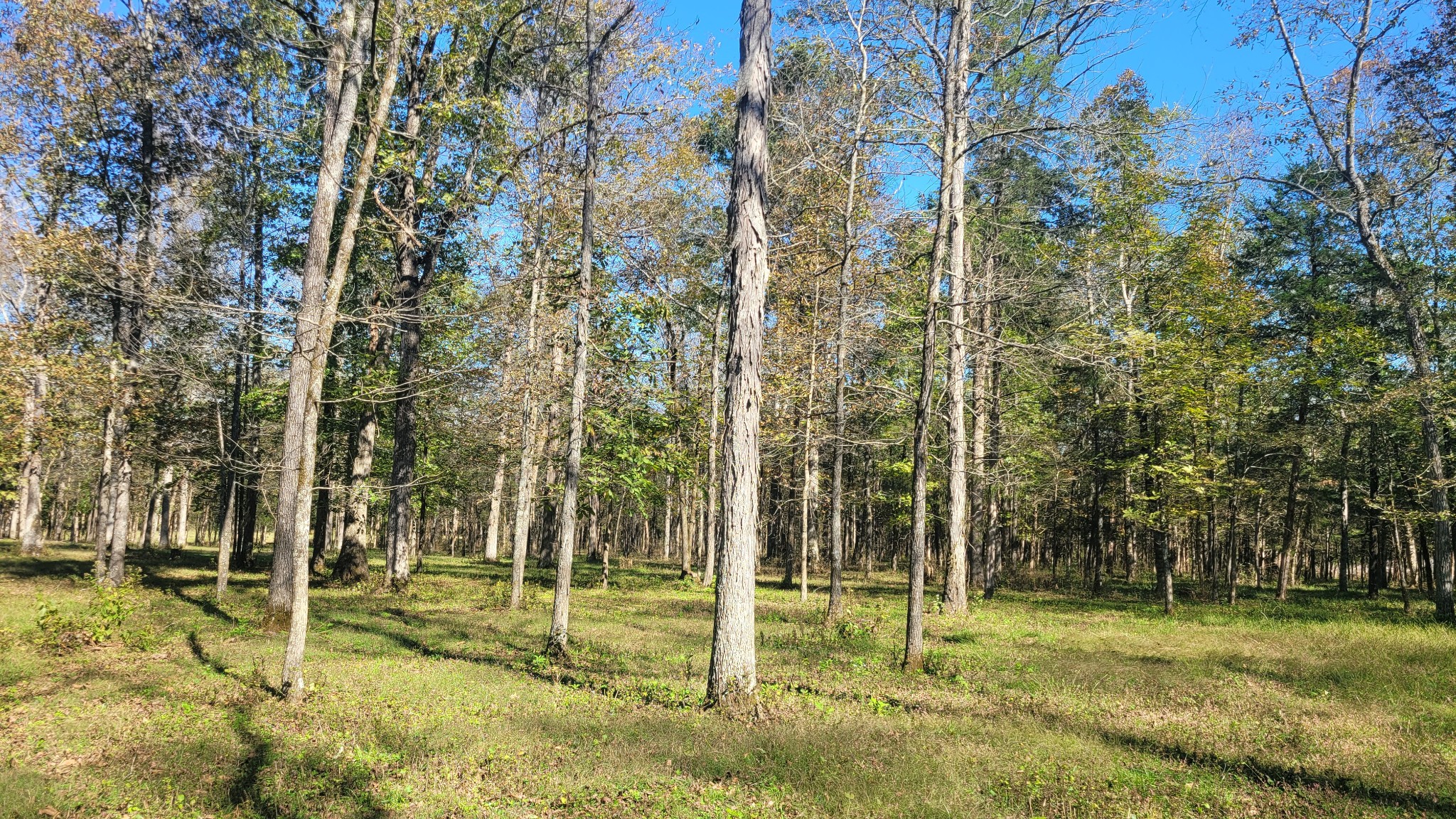 6 Pass Road Shelbyville, TN 37160 - Photo 3 of 12 a view of a backyard