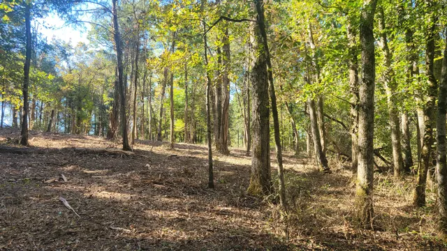 a view of grassy field with trees