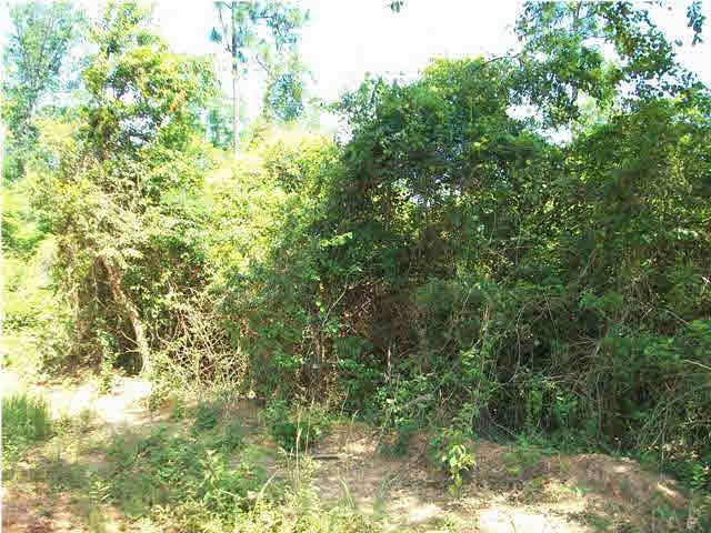 4963 Brushy Creek Road Brewton, AL 36426 - Photo 4 of 11 This property is breathtaking