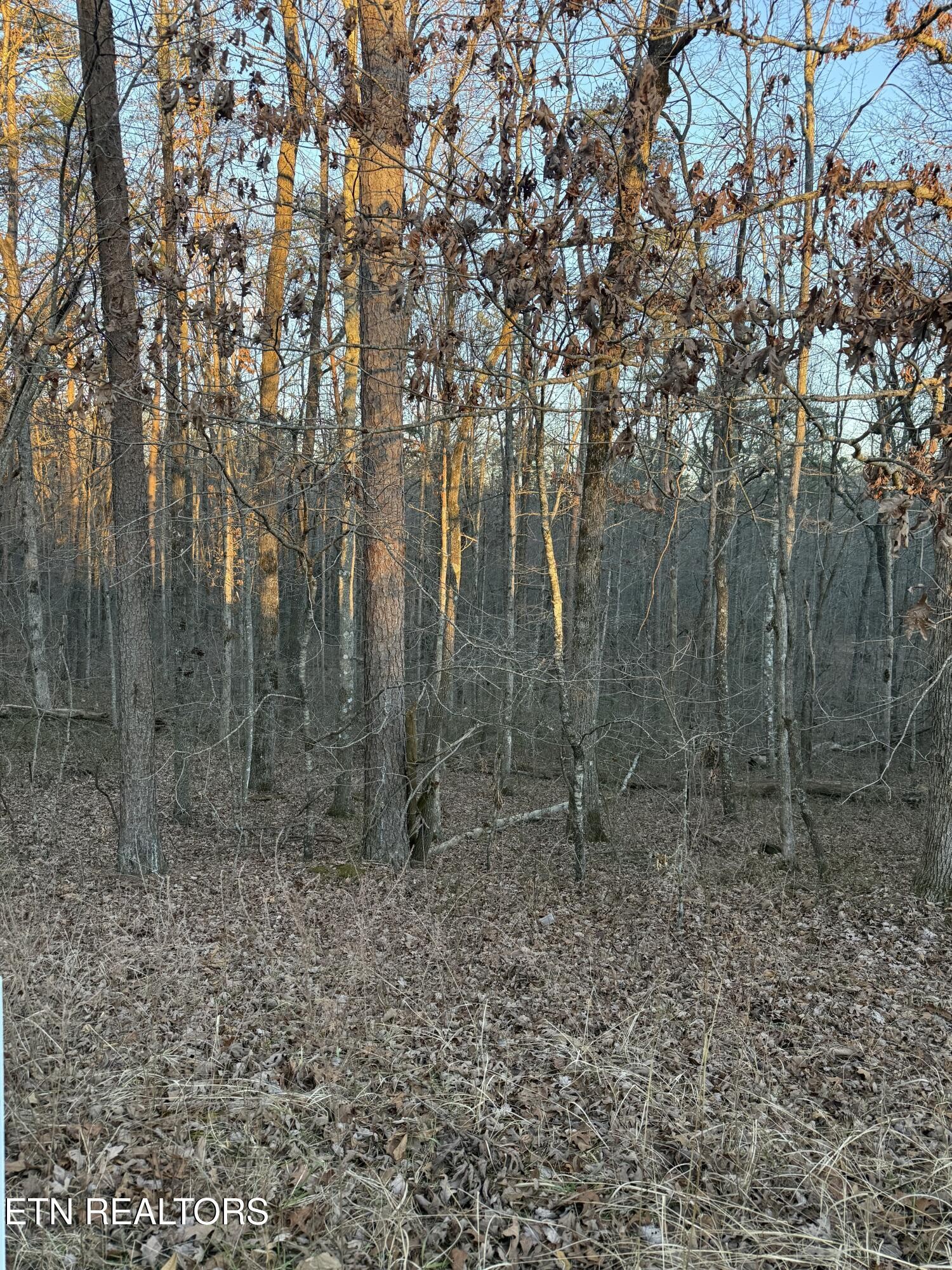 5 West Laurel Way Monterey, TN 38574 - Photo 1 of 2 a view of a forest with trees in the background