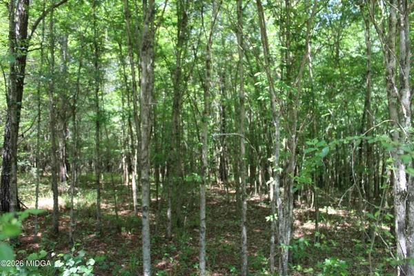a view of forest